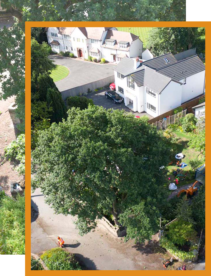 touchwood tree surgery left