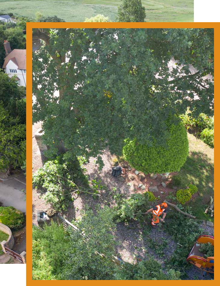 touchwood tree surgery left