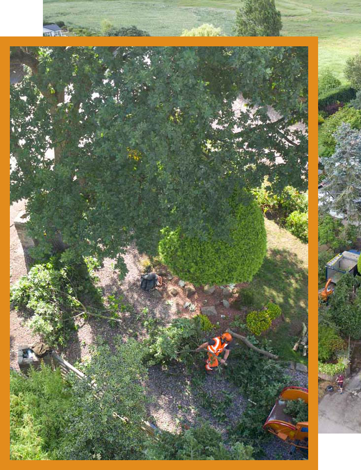 touchwood tree surgery right