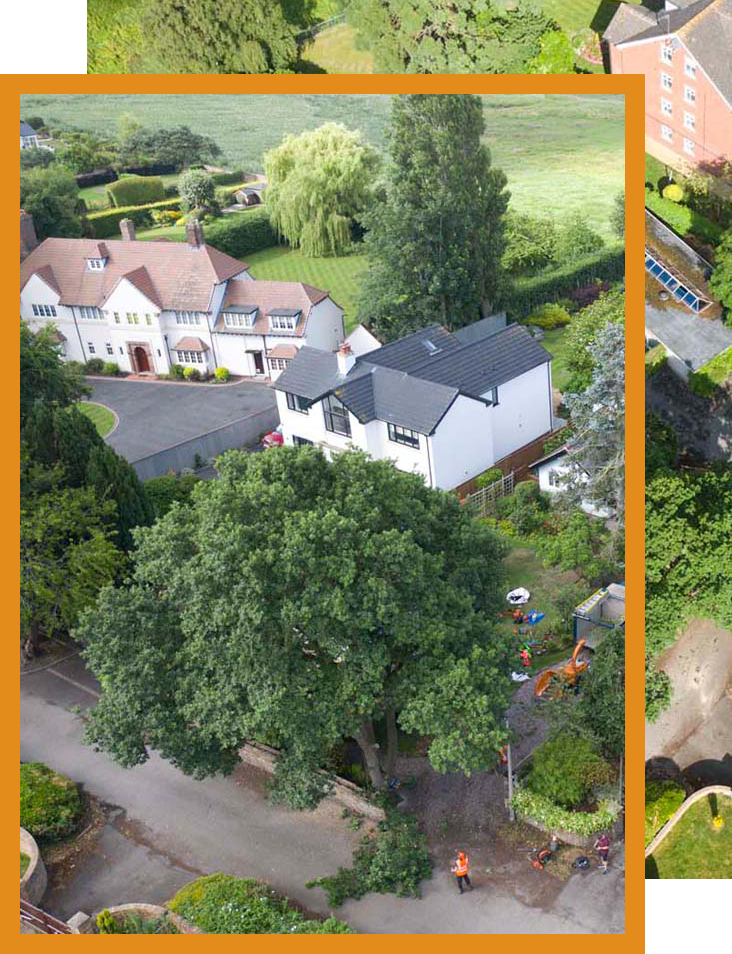 touchwood tree surgery right